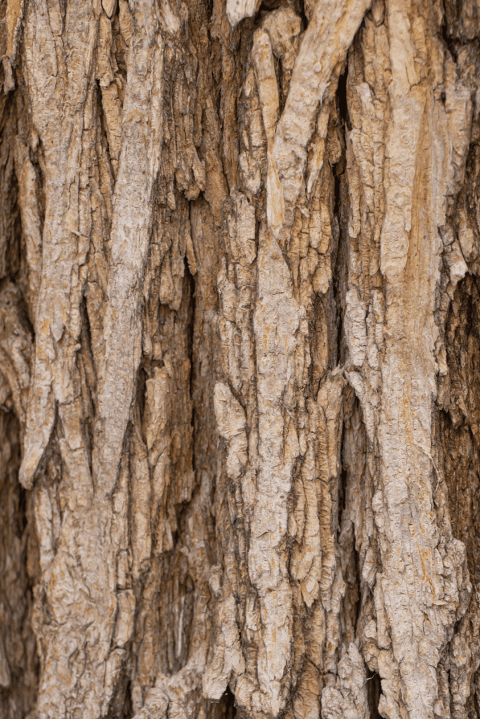 Elm tree bark Elm tree bark
