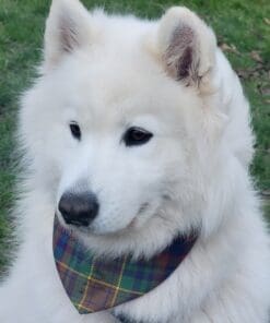 Greyfriars Tartan Dog Bandana